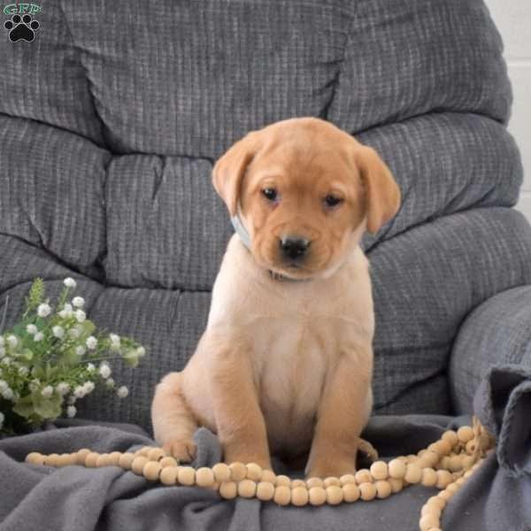 Skylar, Fox Red Labrador Retriever Puppy