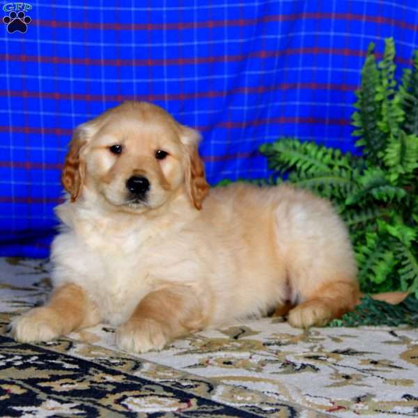 Skyler, Golden Retriever Puppy