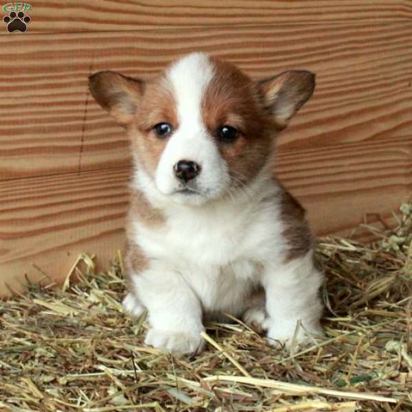 Slater, Pembroke Welsh Corgi Puppy