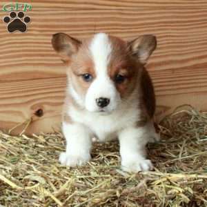 Slater, Pembroke Welsh Corgi Puppy