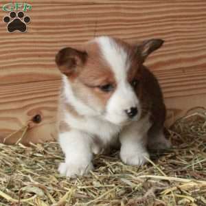 Slater, Pembroke Welsh Corgi Puppy