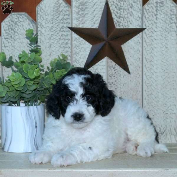 Sloan, Mini Goldendoodle Puppy