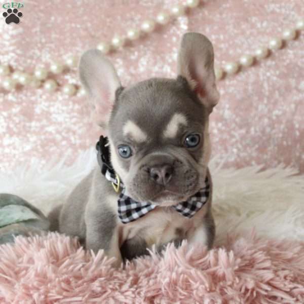 Smokey, French Bulldog Puppy