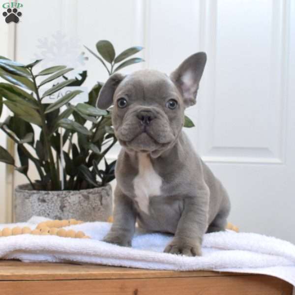 Smokey, French Bulldog Puppy