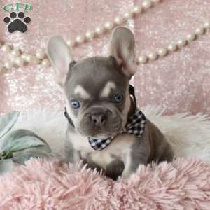 Smokey, French Bulldog Puppy