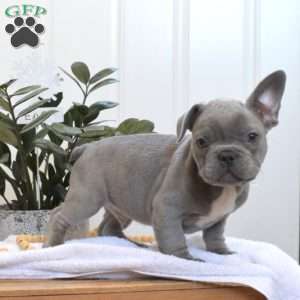 Smokey, French Bulldog Puppy