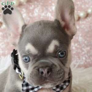 Smokey, French Bulldog Puppy