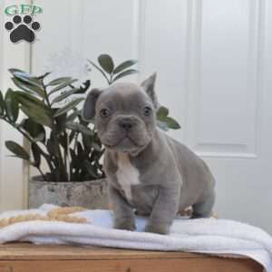 Smokey, French Bulldog Puppy