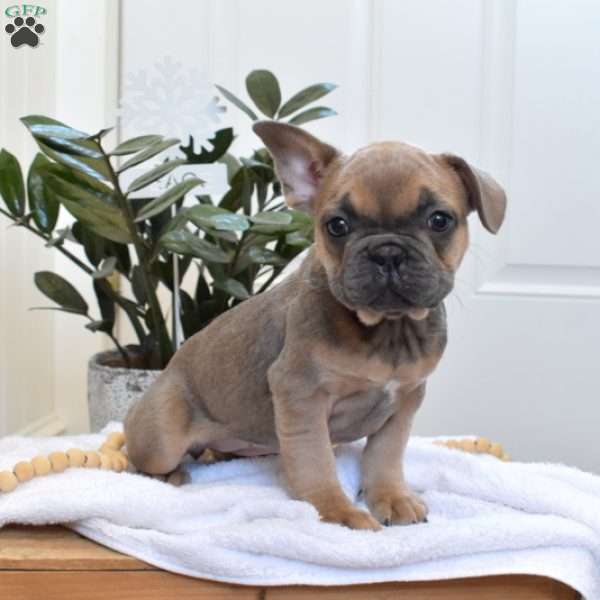 S’mores, French Bulldog Puppy