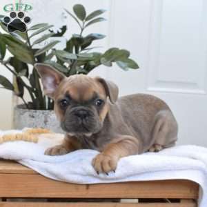 S’mores, French Bulldog Puppy