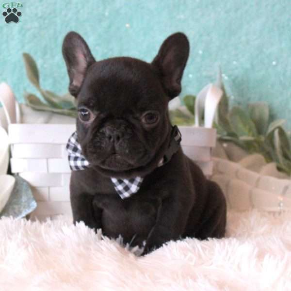 Smurfy, French Bulldog Puppy