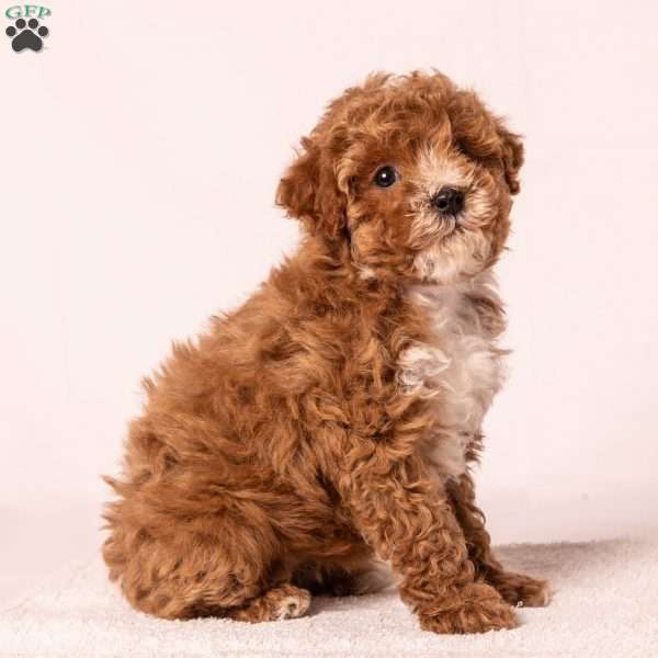 Snickers, Miniature Poodle Puppy