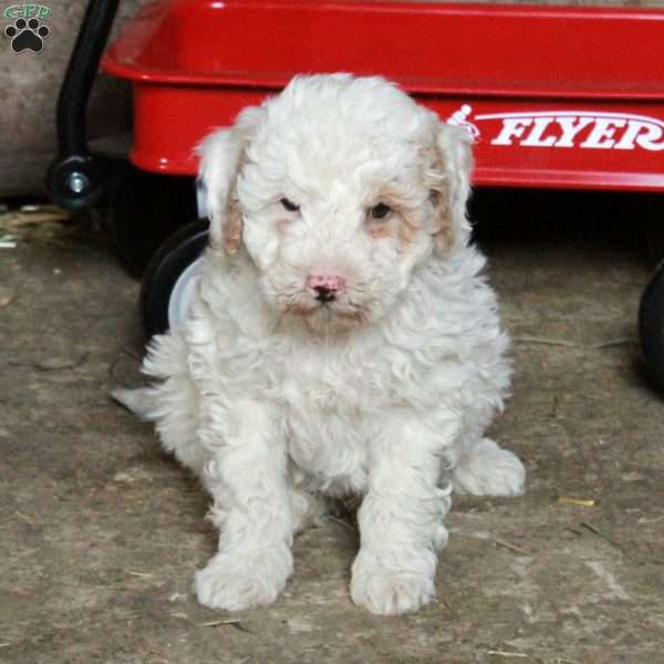 Snickers, Miniature Poodle Mix Puppy