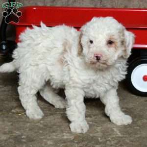 Snickers, Miniature Poodle Mix Puppy