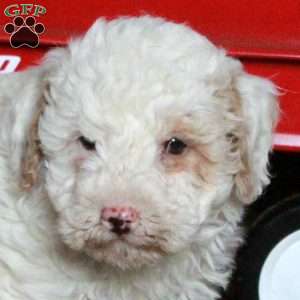 Snickers, Miniature Poodle Mix Puppy