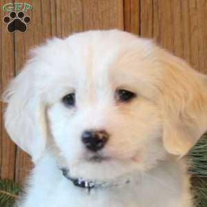 Snoopy, Havapoo Puppy