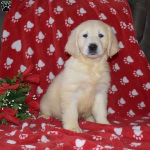 Snow, English Cream Golden Retriever Puppy