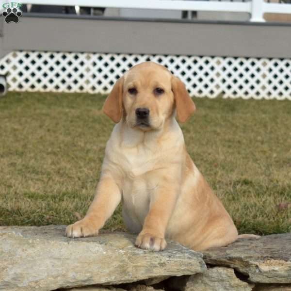 Snow, Fox Red Labrador Retriever Puppy