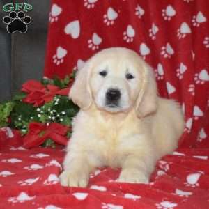 Snow, English Cream Golden Retriever Puppy