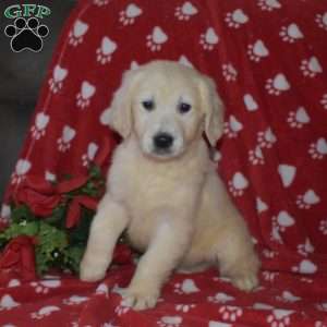 Snow, English Cream Golden Retriever Puppy