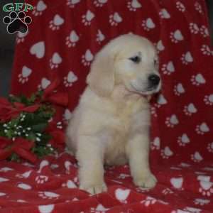 Snow, English Cream Golden Retriever Puppy