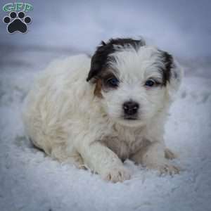 Snowflake, Mini Bernedoodle Puppy