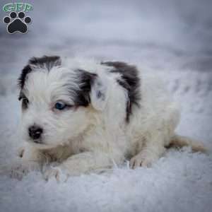 Snowflake, Mini Bernedoodle Puppy