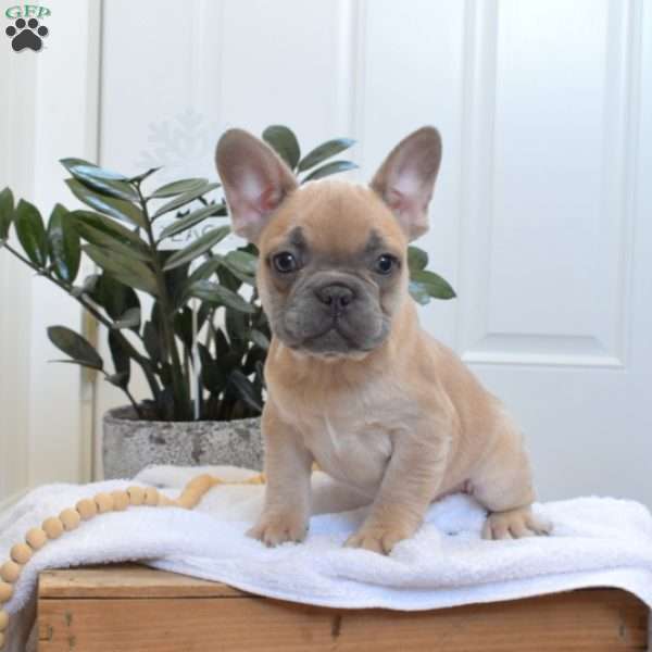 Snowflake, French Bulldog Puppy