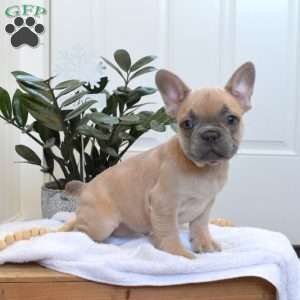 Snowflake, French Bulldog Puppy