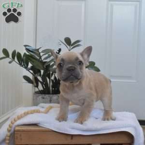 Snowflake, French Bulldog Puppy