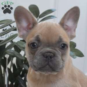 Snowflake, French Bulldog Puppy