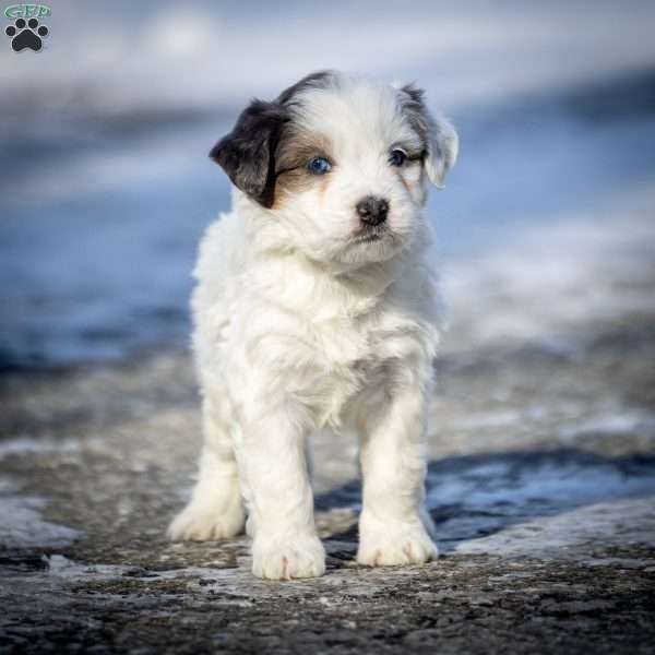 Snowflake, Mini Bernedoodle Puppy