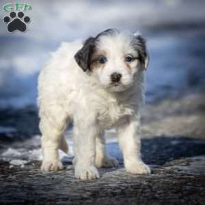 Snowflake, Mini Bernedoodle Puppy