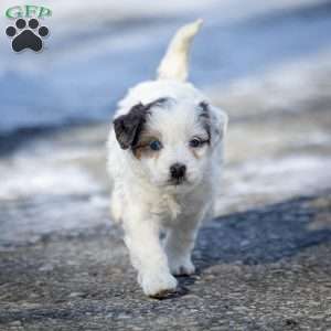 Snowflake, Mini Bernedoodle Puppy