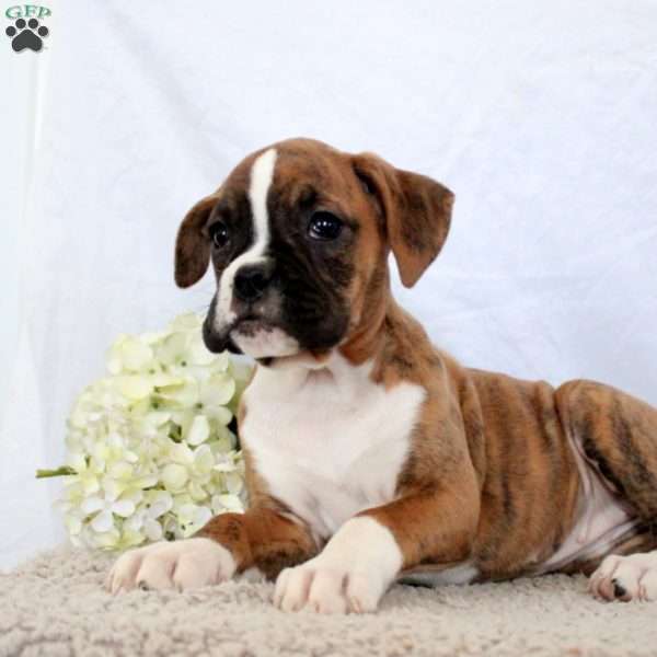 Sofia, Boxer Puppy