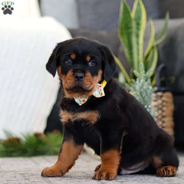 Sonny, Rottweiler Puppy