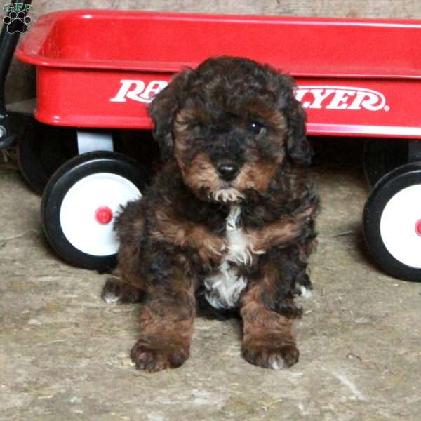 Sonny, Miniature Poodle Mix Puppy