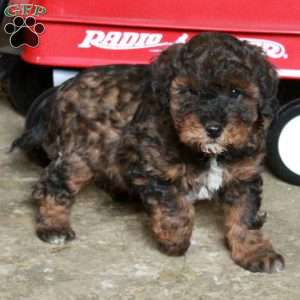 Sonny, Miniature Poodle Mix Puppy