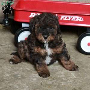 Sonny, Miniature Poodle Mix Puppy