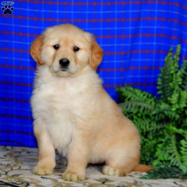 Sonya, Golden Retriever Puppy