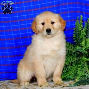 Sonya, Golden Retriever Puppy