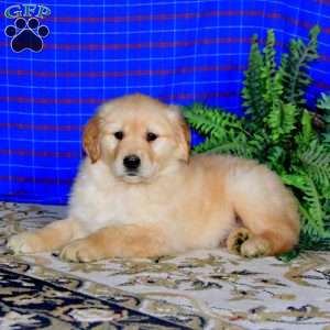 Sonya, Golden Retriever Puppy