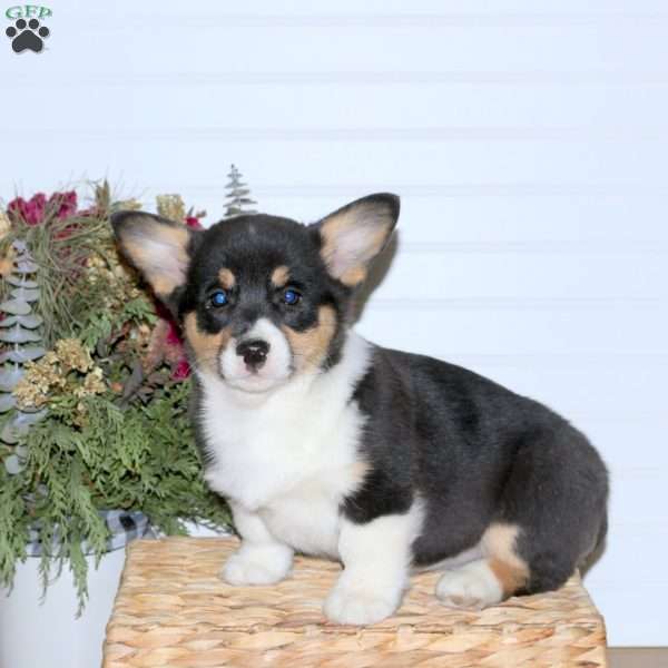 Sophia, Pembroke Welsh Corgi Puppy