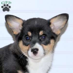 Sophia, Pembroke Welsh Corgi Puppy