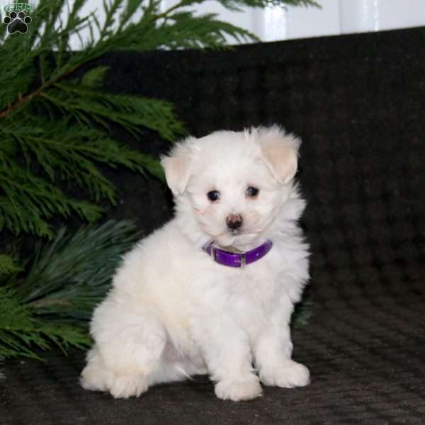 Sophia, Maltese Puppy