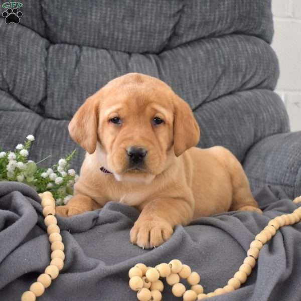 Sophie, Fox Red Labrador Retriever Puppy