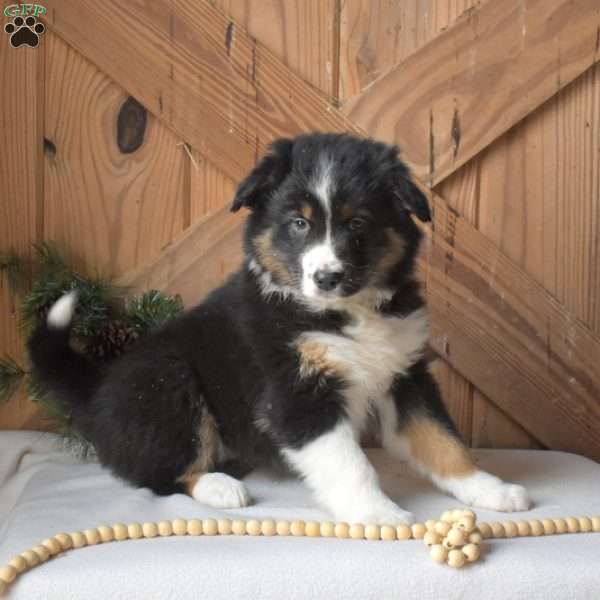 Sophie, Australian Shepherd Puppy