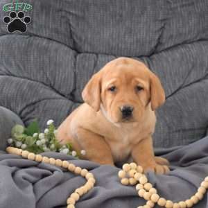 Sophie, Fox Red Labrador Retriever Puppy