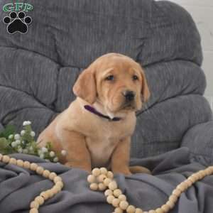 Sophie, Fox Red Labrador Retriever Puppy