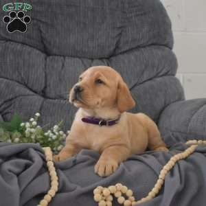 Sophie, Fox Red Labrador Retriever Puppy